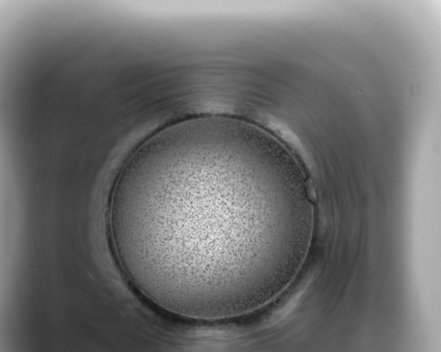 X0000088730625200706071640