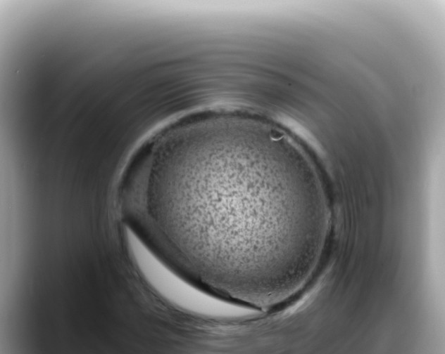 X0000088731021200706071635