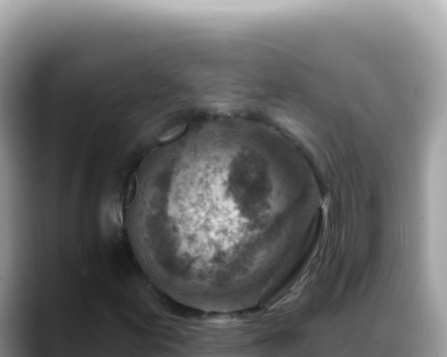 X0000088731155200706071634