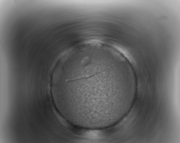 X0000088731233200706071633