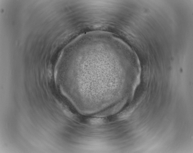 X0000088730085200706141649