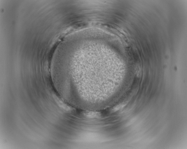 X0000088730670200706141639