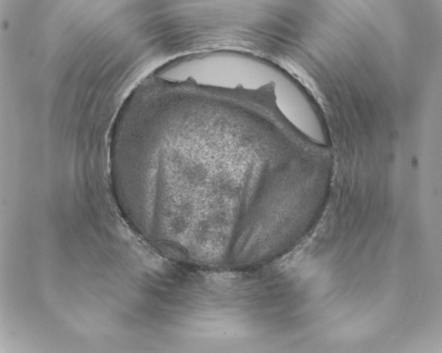 X0000088731031200706141633