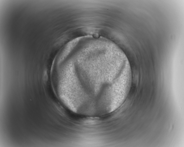 X0000088730128200706212046