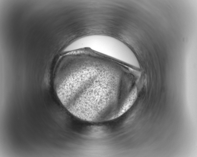 X0000088730255200706212044