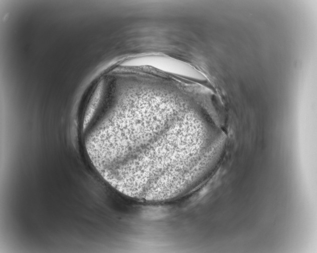 X0000088730342200706212043