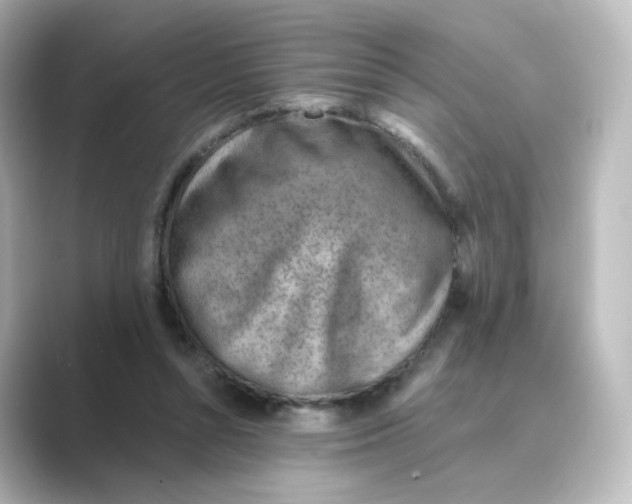 X0000088730352200706212043