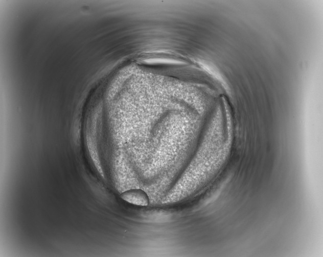 X0000088730533200706212040