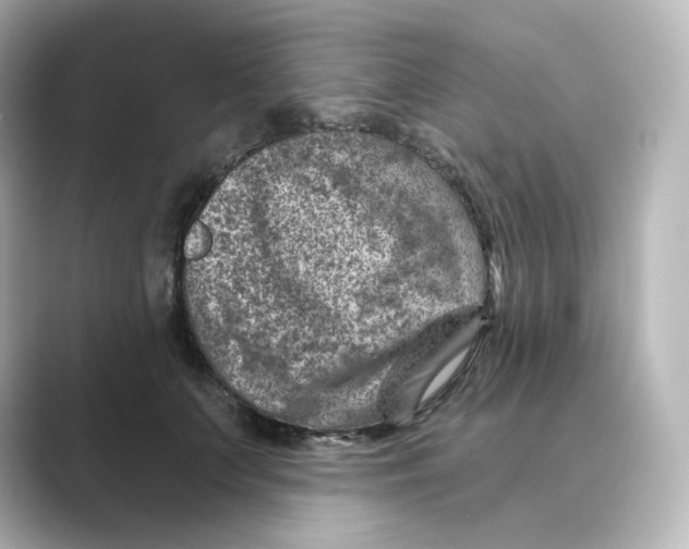 X0000088730703200706212039