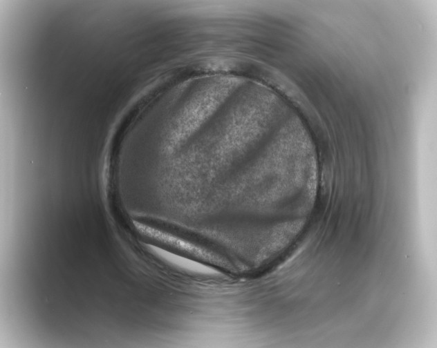 X0000088730722200706212038