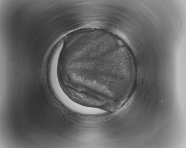 X0000088730923200706212036