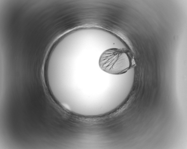 X0000088730936200706212036