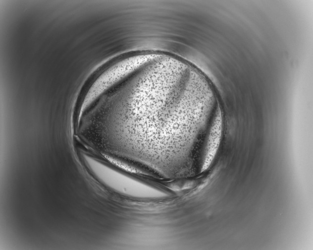 X0000088730980200706212036