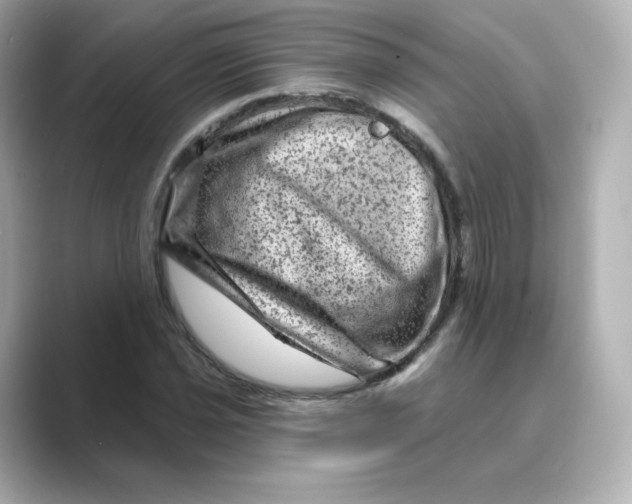 X0000088731021200706212035