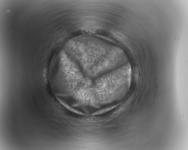 X0000088731060200706212035