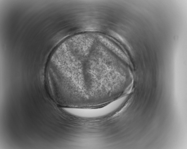 X0000088731170200706212033