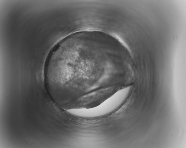 X0000088731173200706212033