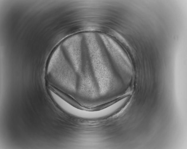 X0000088731178200706212033