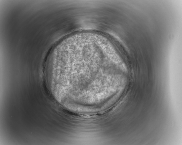 X0000088731266200706212032