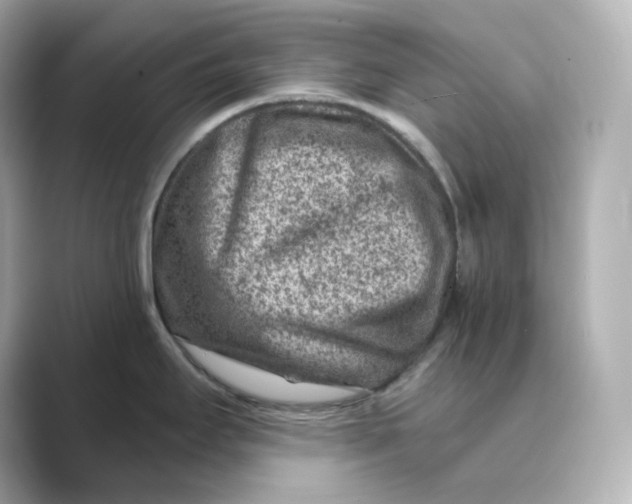X0000088731295200706212032