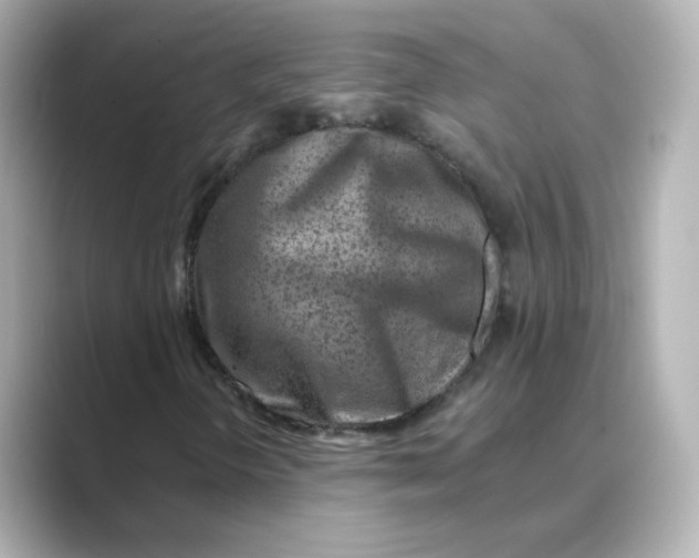 X0000088731298200706212031