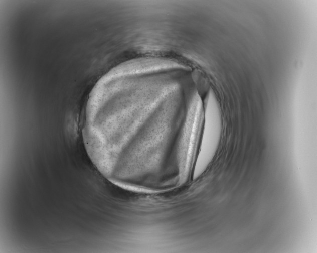 X0000088731348200706212031