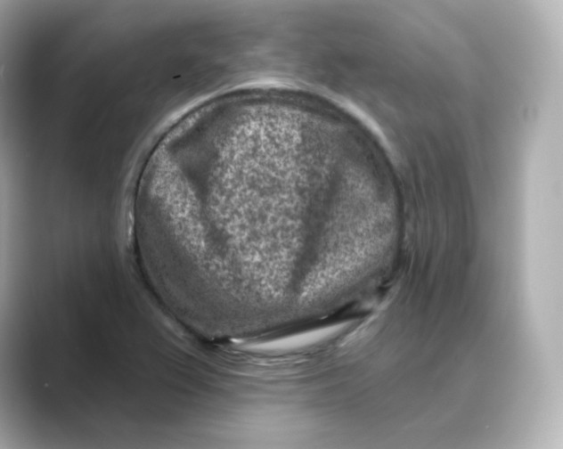 X0000088731367200706212031