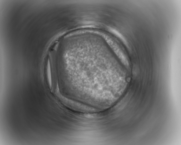 X0000088731411200706212031