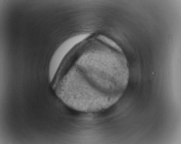 X0000088730131200706282132