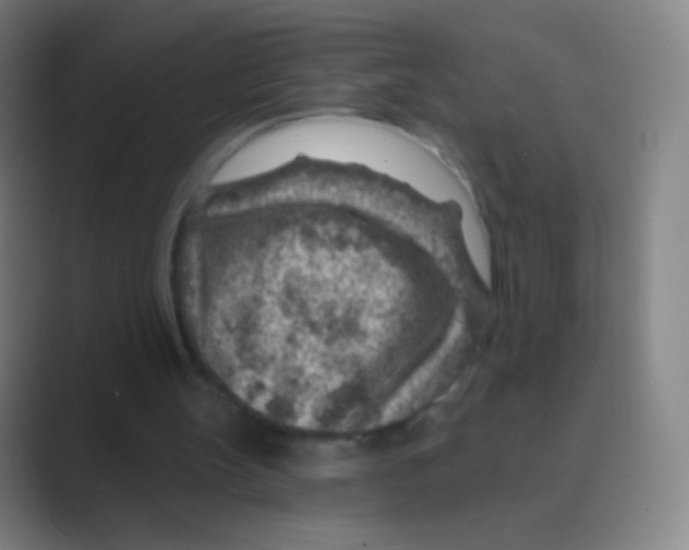 X0000088730147200706282131