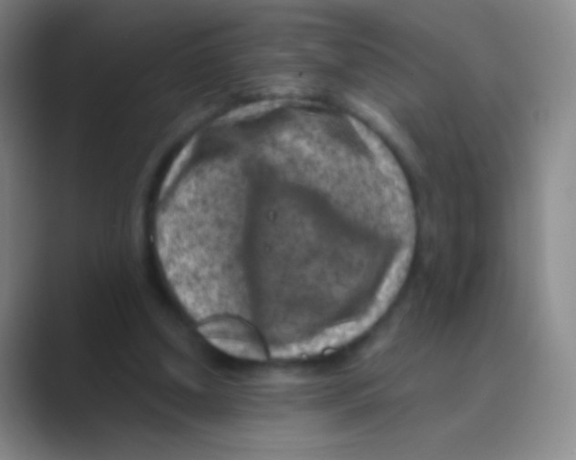 X0000088730250200706282129