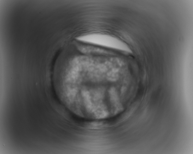 X0000088730366200706282128