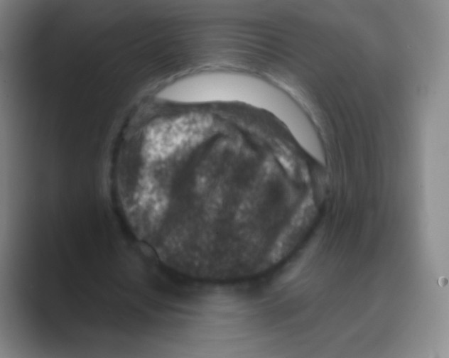 X0000088730434200706282127