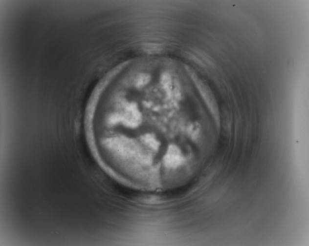 X0000088730507200706282126