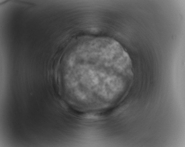 X0000088730528200706282126