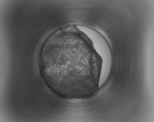 X0000088730577200706282126