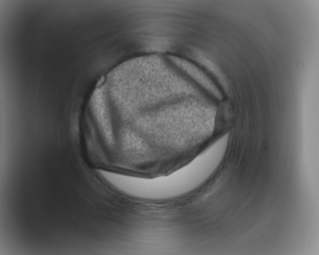 X0000088730681200706282124