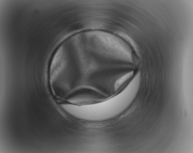 X0000088730894200706282121