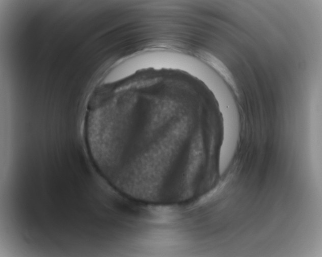 X0000088730946200706282121