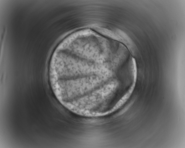 X0000088730948200706282121