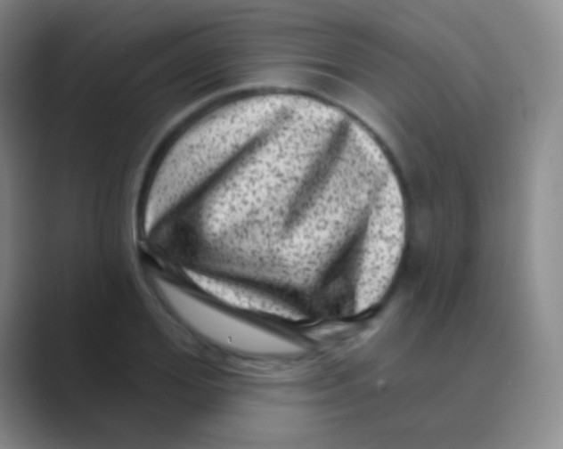 X0000088730980200706282120