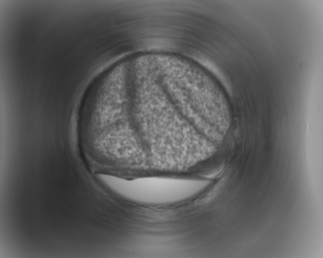 X0000088730983200706282120