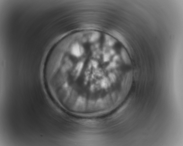 X0000088730995200706282120