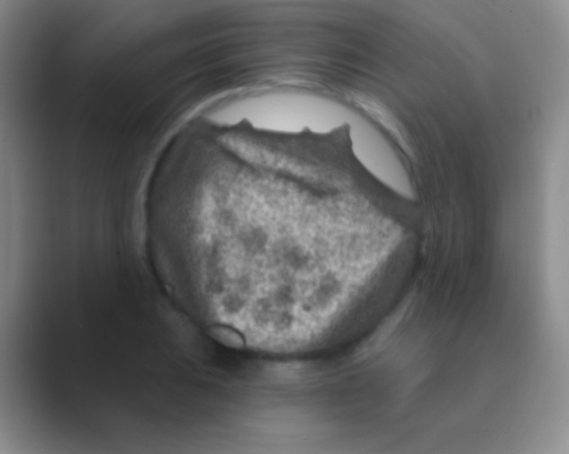 X0000088731031200706282120