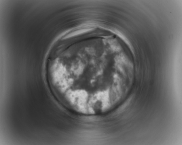 X0000088731045200706282120