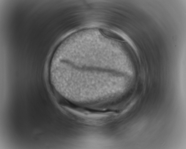 X0000088731053200706282120