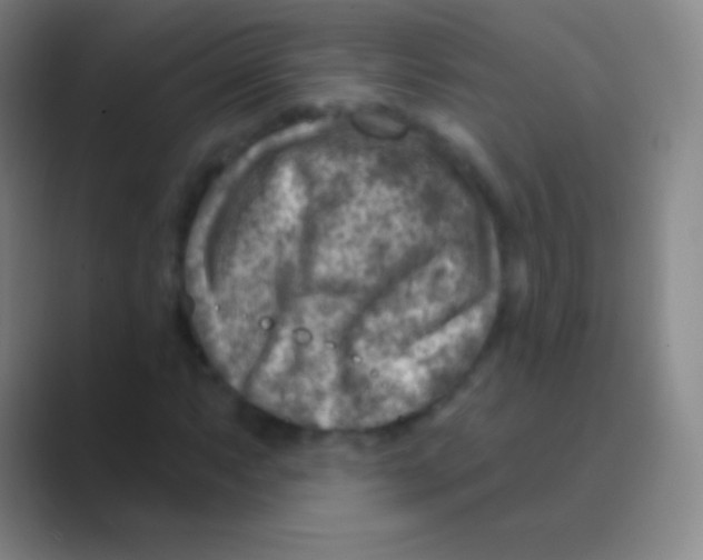 X0000088731063200706282119