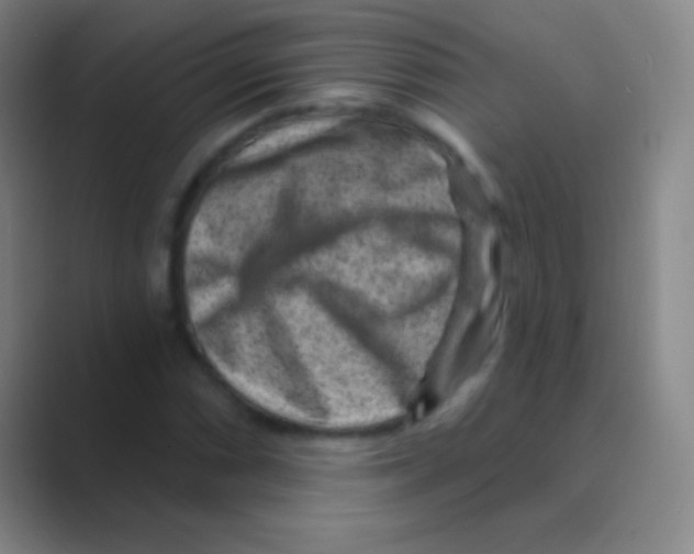 X0000088731066200706282119