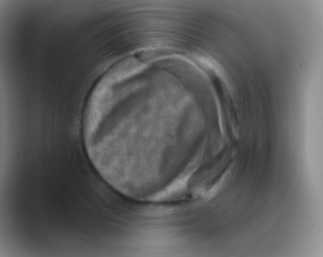 X0000088731081200706282119