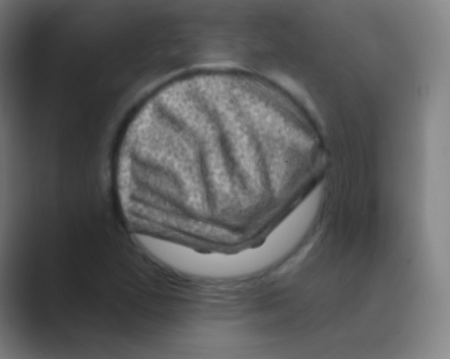 X0000088731167200706282118